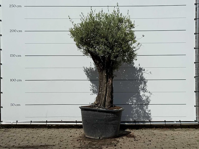 Olijfboom old skin - olea europaea - ca. 75 jaar oud - hoogte ca. 240 cm - afbeelding 1 van  4