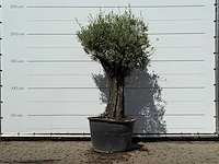 Olijfboom old skin - olea europaea - ca. 75 jaar oud - hoogte ca. 240 cm