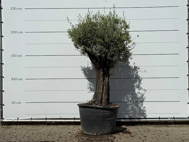 Olijfboom old skin - olea europaea - ca. 75 jaar oud - hoogte ca. 240 cm - afbeelding 2 van  4
