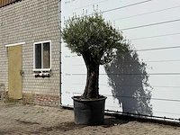 Olijfboom old skin - olea europaea - ca. 75 jaar oud - hoogte ca. 240 cm - afbeelding 3 van  4