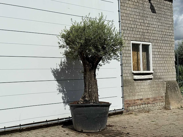 Olijfboom old skin - olea europaea - ca. 75 jaar oud - hoogte ca. 240 cm - afbeelding 4 van  4