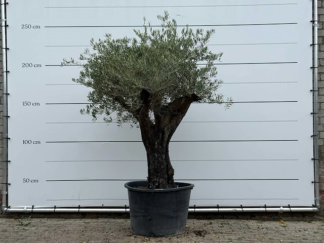 Olijfboom old skin - olea europaea - ca. 75 jaar oud - hoogte ca. 240 cm - afbeelding 1 van  2
