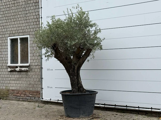 Olijfboom old skin - olea europaea - ca. 75 jaar oud - hoogte ca. 240 cm - afbeelding 2 van  2