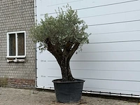 Olijfboom old skin - olea europaea - ca. 75 jaar oud - hoogte ca. 240 cm - afbeelding 2 van  2