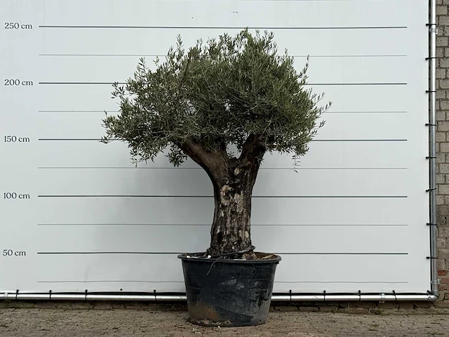 Olijfboom old skin - olea europaea - ca. 75 jaar oud - hoogte ca. 240 cm - afbeelding 1 van  3