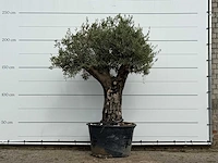 Olijfboom old skin - olea europaea - ca. 75 jaar oud - hoogte ca. 240 cm