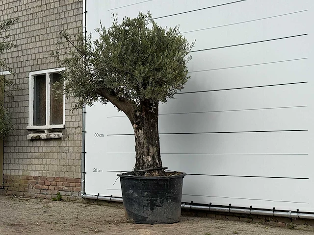 Olijfboom old skin - olea europaea - ca. 75 jaar oud - hoogte ca. 240 cm - afbeelding 2 van  3