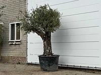 Olijfboom old skin - olea europaea - ca. 75 jaar oud - hoogte ca. 240 cm - afbeelding 2 van  3