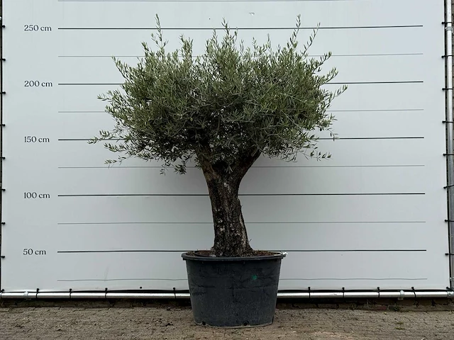 Olijfboom old skin - olea europaea - ca. 75 jaar oud - hoogte ca. 240 cm - afbeelding 1 van  4