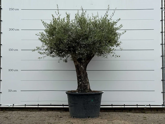 Olijfboom old skin - olea europaea - ca. 75 jaar oud - hoogte ca. 240 cm - afbeelding 2 van  4