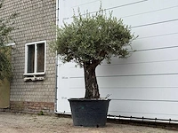 Olijfboom old skin - olea europaea - ca. 75 jaar oud - hoogte ca. 240 cm - afbeelding 3 van  4
