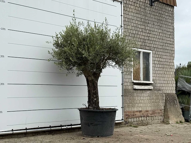 Olijfboom old skin - olea europaea - ca. 75 jaar oud - hoogte ca. 240 cm - afbeelding 4 van  4