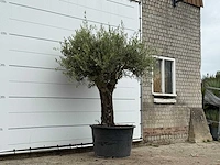 Olijfboom old skin - olea europaea - ca. 75 jaar oud - hoogte ca. 240 cm - afbeelding 4 van  4