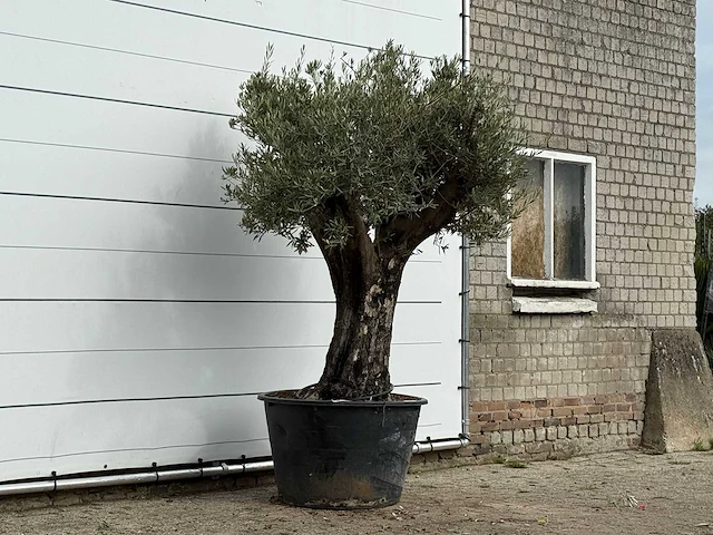 Olijfboom old skin - olea europaea - ca. 75 jaar oud - hoogte ca. 240 cm - afbeelding 3 van  3