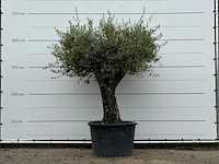 Olijfboom old skin - olea europaea - ca. 75 jaar oud - hoogte ca. 240 cm