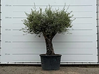 Olijfboom old skin - olea europaea - ca. 75 jaar oud - hoogte ca. 240 cm - afbeelding 2 van  4