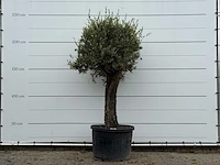 Olijfboom old skin - olea europaea - ca. 75 jaar oud - hoogte ca. 240 cm