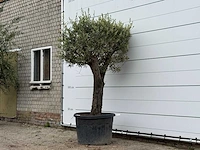 Olijfboom old skin - olea europaea - ca. 75 jaar oud - hoogte ca. 240 cm - afbeelding 2 van  3