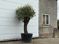 Olijfboom old skin - olea europaea - ca. 75 jaar oud - hoogte ca. 240 cm - afbeelding 3 van  3