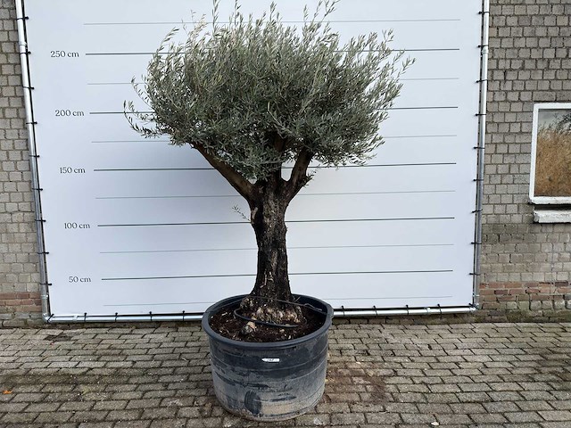 Olijfboom old skin - olea europaea - ca. 75 jaar oud - hoogte ca. 250 cm - afbeelding 1 van  3