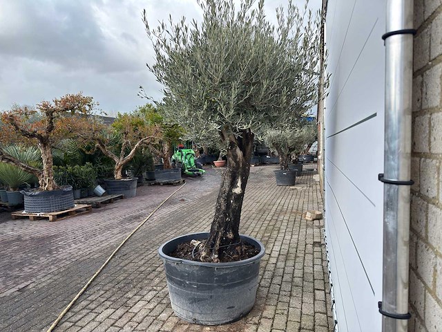 Olijfboom old skin - olea europaea - ca. 75 jaar oud - hoogte ca. 250 cm - afbeelding 2 van  3