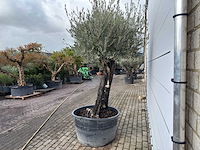 Olijfboom old skin - olea europaea - ca. 75 jaar oud - hoogte ca. 250 cm - afbeelding 2 van  3