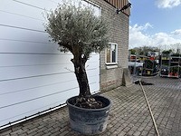 Olijfboom old skin - olea europaea - ca. 75 jaar oud - hoogte ca. 250 cm - afbeelding 3 van  3