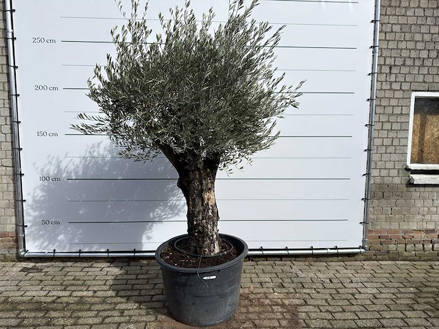 Olijfboom old skin - olea europaea - ca. 75 jaar oud - hoogte ca. 250 cm - afbeelding 1 van  8
