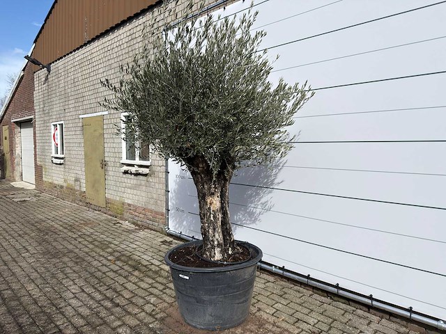 Olijfboom old skin - olea europaea - ca. 75 jaar oud - hoogte ca. 250 cm - afbeelding 2 van  8