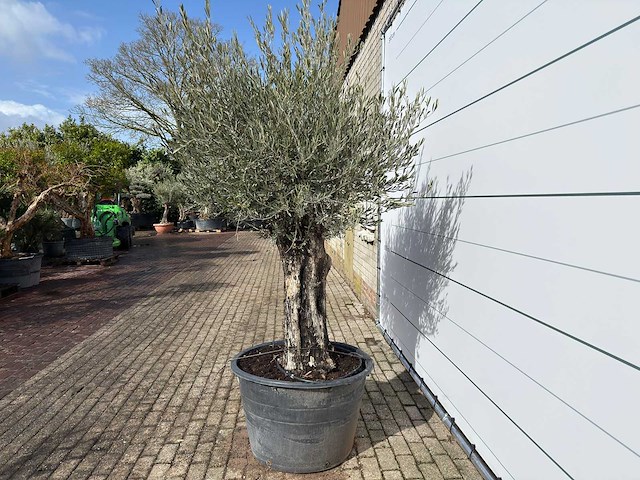 Olijfboom old skin - olea europaea - ca. 75 jaar oud - hoogte ca. 250 cm - afbeelding 3 van  8