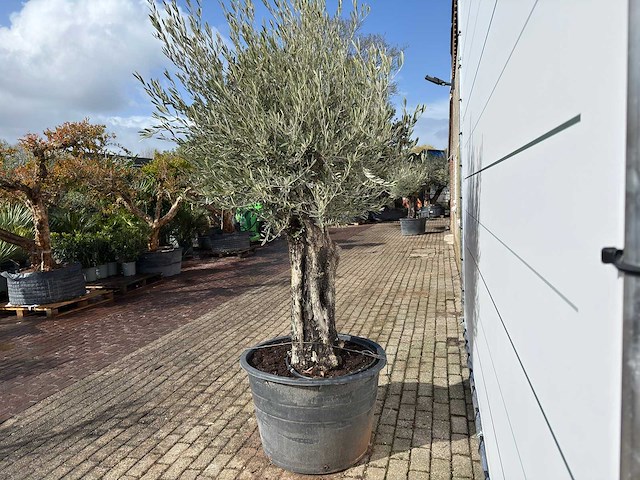 Olijfboom old skin - olea europaea - ca. 75 jaar oud - hoogte ca. 250 cm - afbeelding 4 van  8