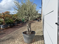 Olijfboom old skin - olea europaea - ca. 75 jaar oud - hoogte ca. 250 cm - afbeelding 4 van  8