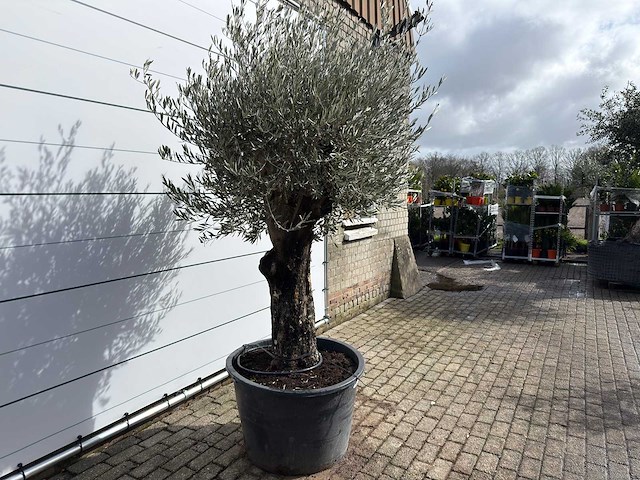 Olijfboom old skin - olea europaea - ca. 75 jaar oud - hoogte ca. 250 cm - afbeelding 5 van  8