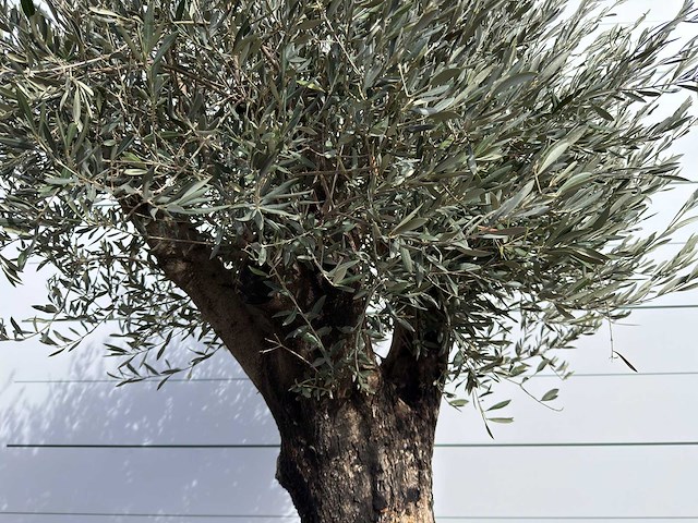 Olijfboom old skin - olea europaea - ca. 75 jaar oud - hoogte ca. 250 cm - afbeelding 7 van  8