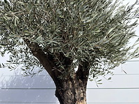 Olijfboom old skin - olea europaea - ca. 75 jaar oud - hoogte ca. 250 cm - afbeelding 7 van  8