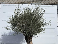 Olijfboom old skin - olea europaea - ca. 75 jaar oud - hoogte ca. 250 cm - afbeelding 8 van  8