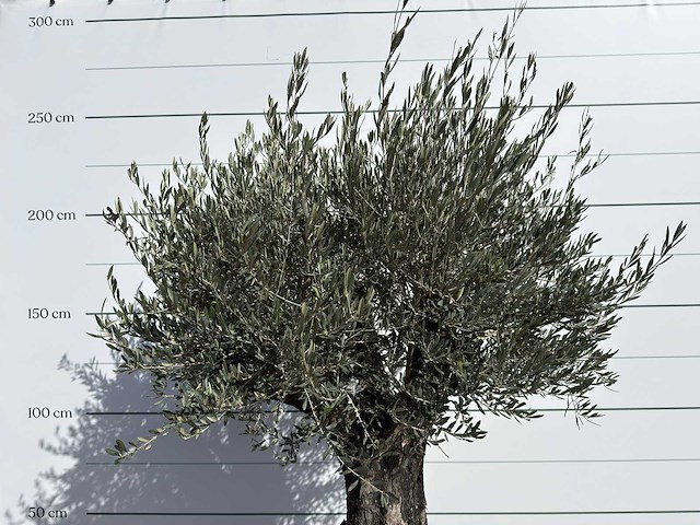 Olijfboom old skin - olea europaea - ca. 75 jaar oud - hoogte ca. 250 cm - afbeelding 2 van  2