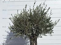Olijfboom old skin - olea europaea - ca. 75 jaar oud - hoogte ca. 250 cm - afbeelding 2 van  2
