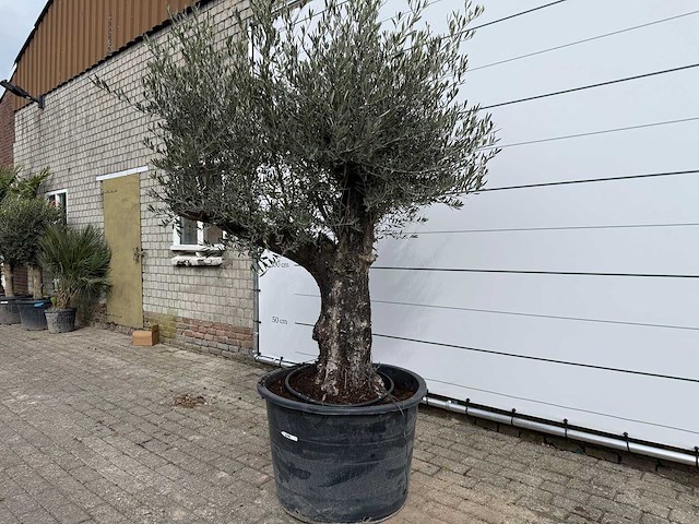 Olijfboom old skin - olea europaea - ca. 75 jaar oud - hoogte ca. 250 cm - afbeelding 1 van  5