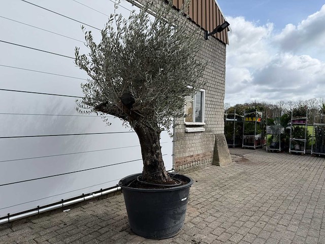 Olijfboom old skin - olea europaea - ca. 75 jaar oud - hoogte ca. 250 cm - afbeelding 2 van  5