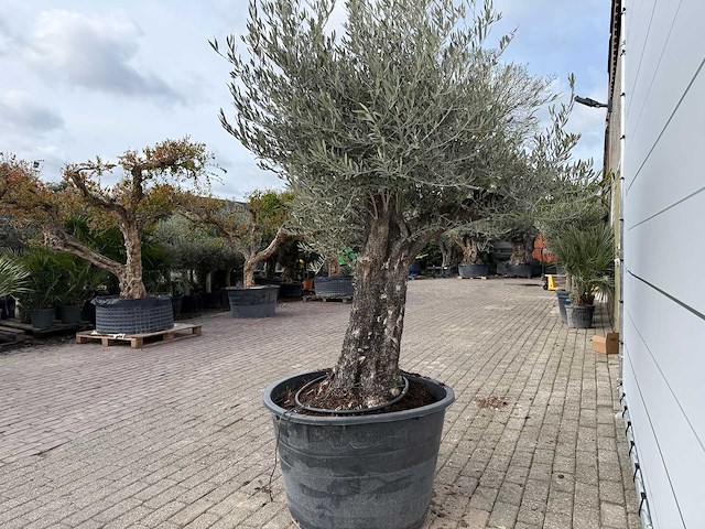 Olijfboom old skin - olea europaea - ca. 75 jaar oud - hoogte ca. 250 cm - afbeelding 4 van  5