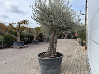 Olijfboom old skin - olea europaea - ca. 75 jaar oud - hoogte ca. 250 cm - afbeelding 4 van  5