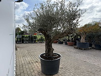 Olijfboom old skin - olea europaea - ca. 75 jaar oud - hoogte ca. 250 cm - afbeelding 5 van  5