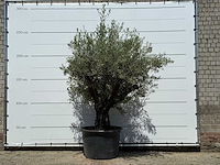 Olijfboom old skin - olea europaea - ca. 75 jaar oud - hoogte ca. 250 cm - afbeelding 1 van  5