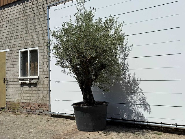 Olijfboom old skin - olea europaea - ca. 75 jaar oud - hoogte ca. 250 cm - afbeelding 2 van  5