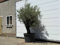 Olijfboom old skin - olea europaea - ca. 75 jaar oud - hoogte ca. 250 cm - afbeelding 2 van  5