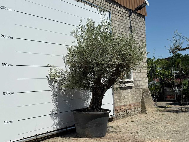 Olijfboom old skin - olea europaea - ca. 75 jaar oud - hoogte ca. 250 cm - afbeelding 3 van  5