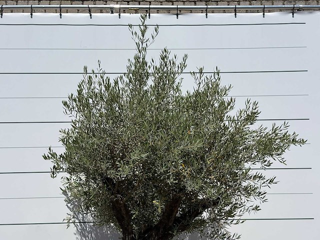 Olijfboom old skin - olea europaea - ca. 75 jaar oud - hoogte ca. 250 cm - afbeelding 5 van  5
