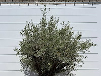 Olijfboom old skin - olea europaea - ca. 75 jaar oud - hoogte ca. 250 cm - afbeelding 5 van  5