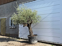 Olijfboom old skin - olea europaea - ca. 75 jaar oud - hoogte ca. 250 cm - afbeelding 1 van  1